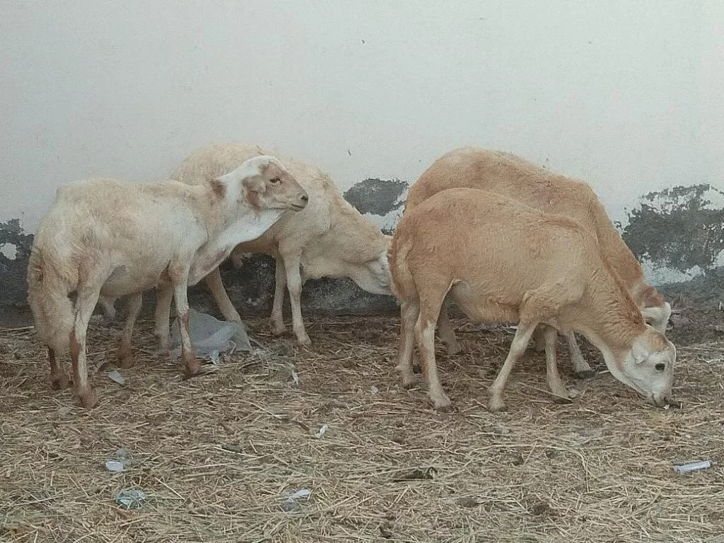 كبشان البيع