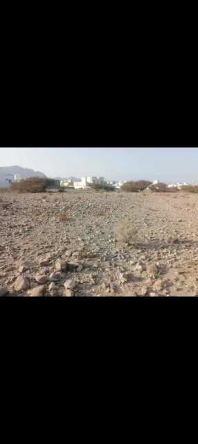 صورة 3