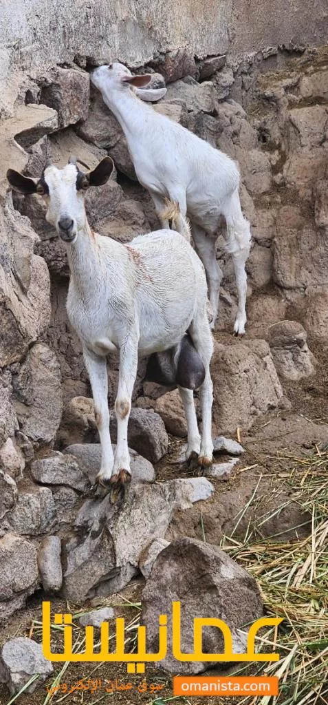شاه صلاليه ماشاءالله أمورها طيبه وقريب تولد وصغيره ف العمر