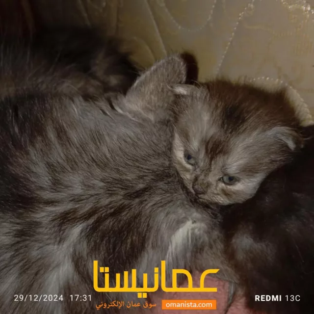 صورة 7
