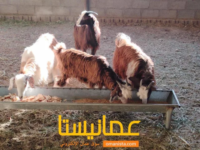 صورة 2