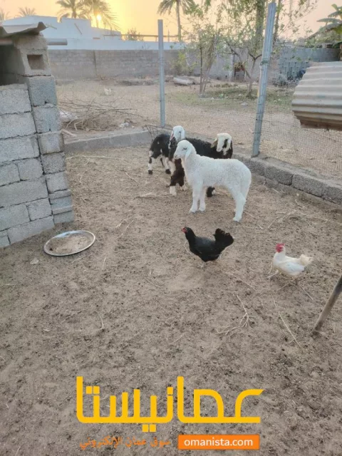 حملات ثلاث للبيع