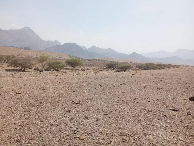 صورة 4
