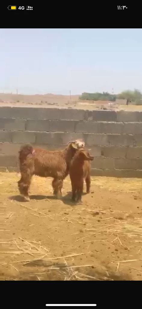 تيس وصخله للبيع