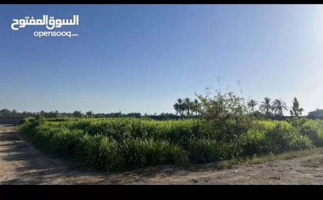 صورة 4
