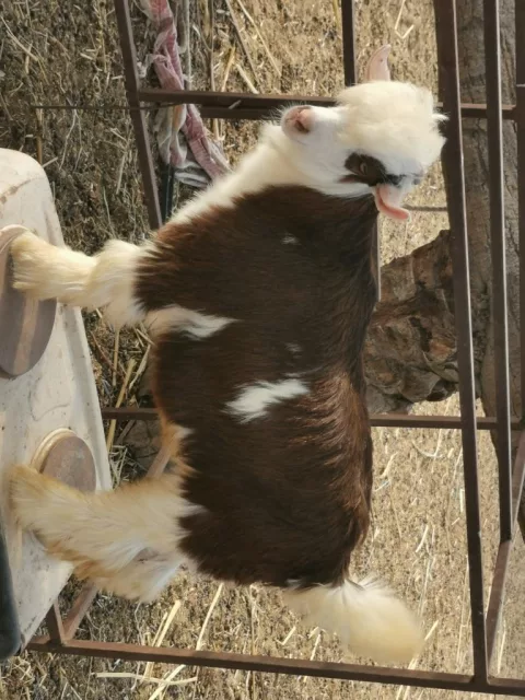 صورة 3