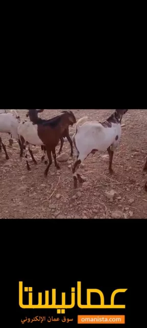 صورة 2