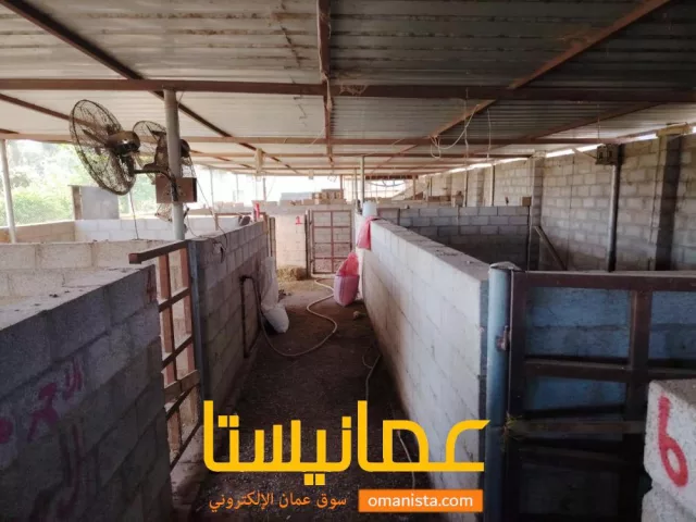 صورة 3