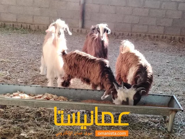ولاية ازكي