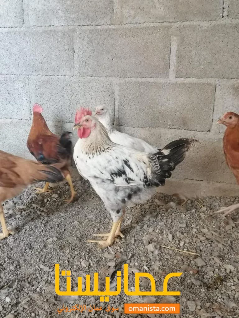 للبيع دجاج فرنسي كولمبي