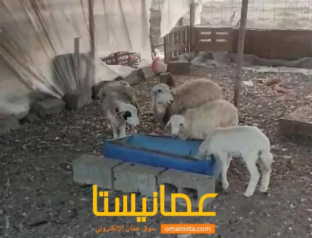 صورة 2