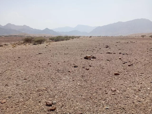 صورة 3