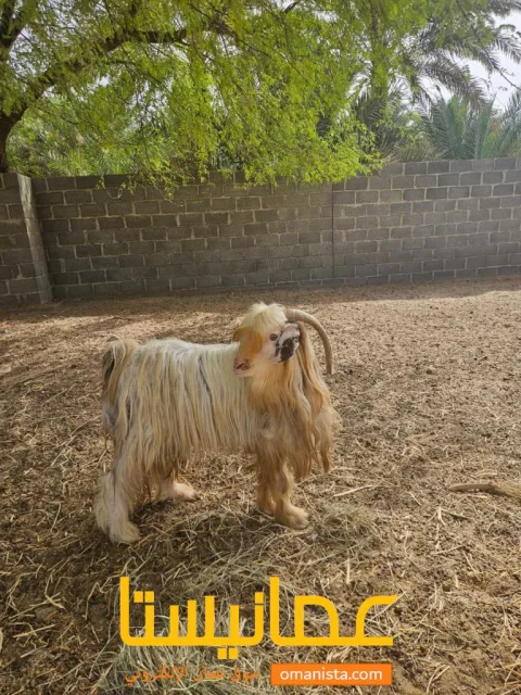 صورة 4