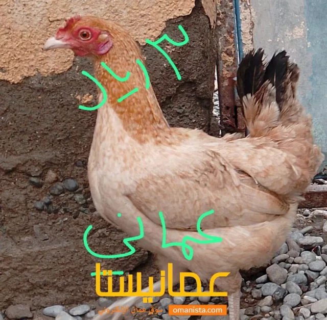 صورة 2