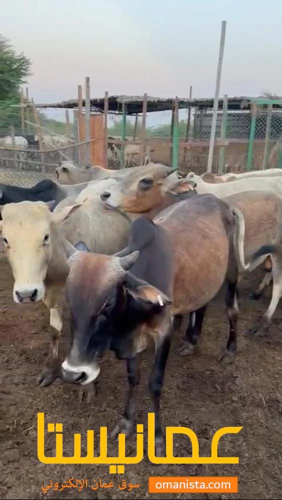 ثيران أثيوبيه