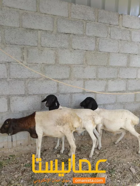متوفر كباش صوماليه