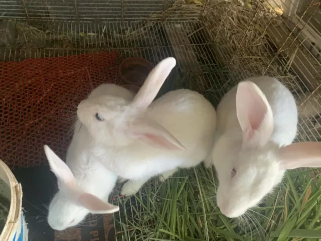 صورة 6