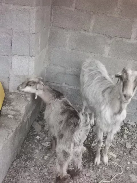 صورة 3