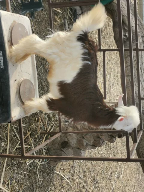 صورة 2