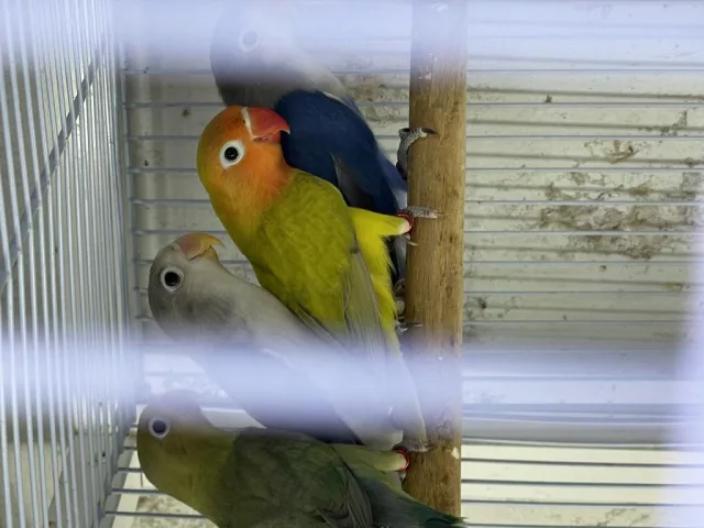 صورة 2