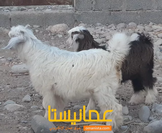 صورة 5