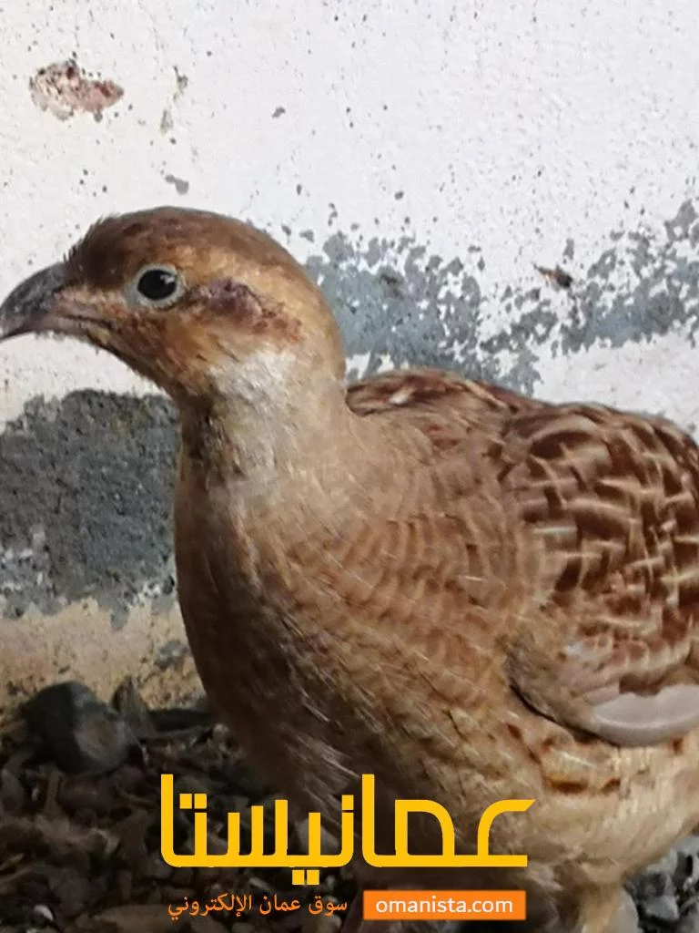 الباطنه الخابورة