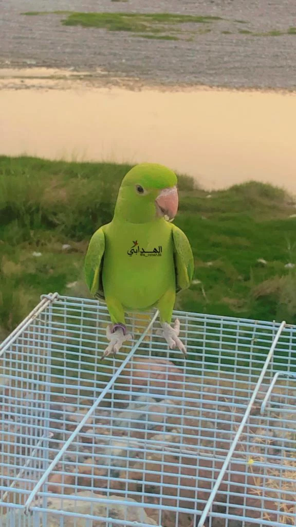 طير دره اليف