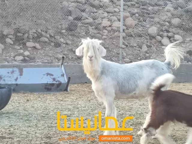 صورة 4