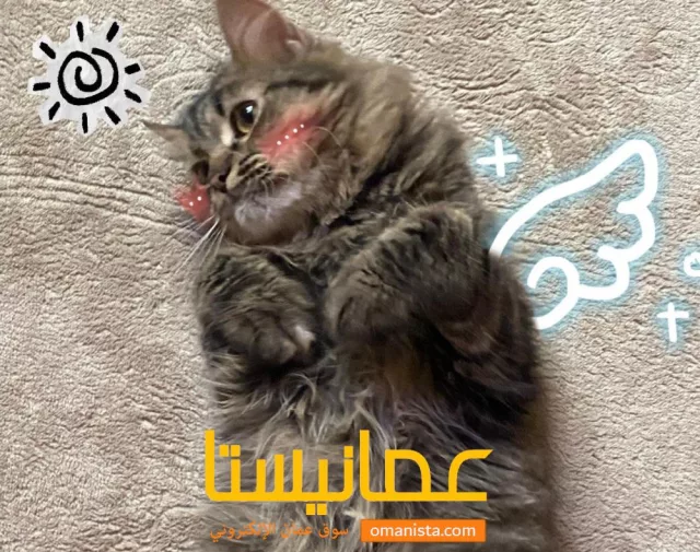 قط شيرازي تابي للبيع