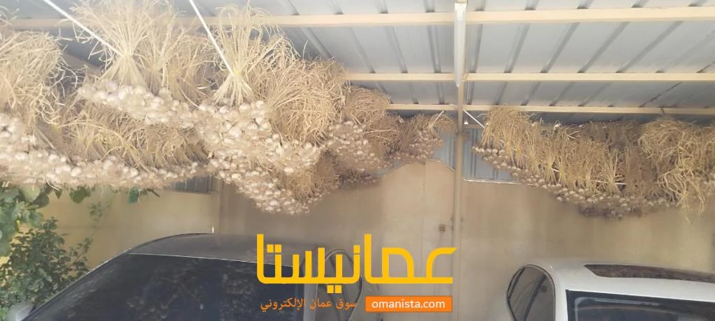 للبيع ثوم عمان من. قرية سنت ممتاز جدا