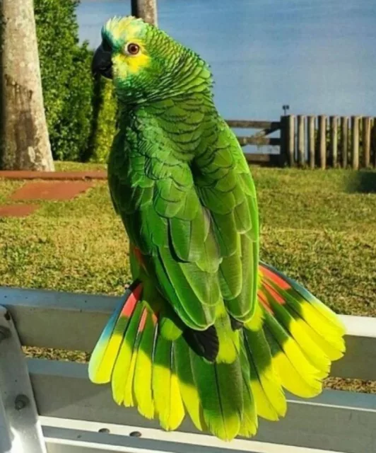 صورة 3