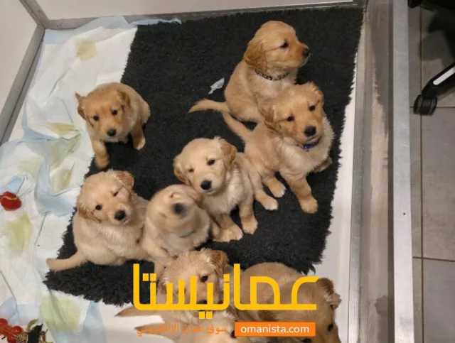 صورة 2