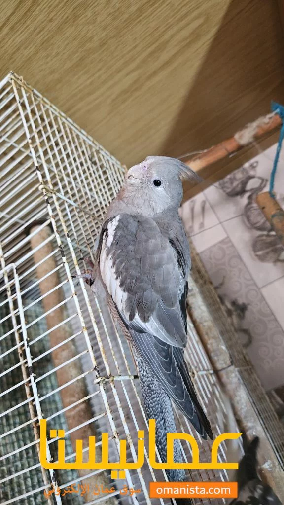 طيور الكوكتيل