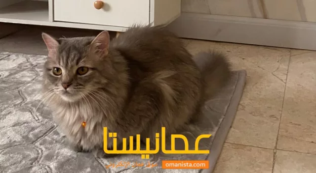 صورة 2