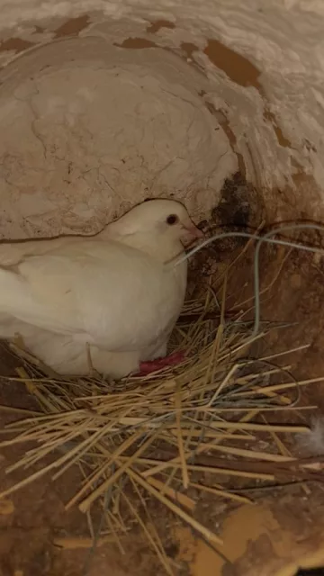 حمام لاحم  اقراء الوصف