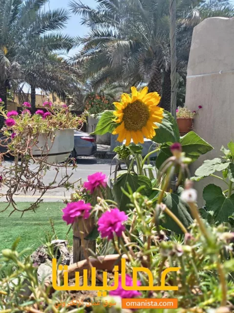 صورة 3