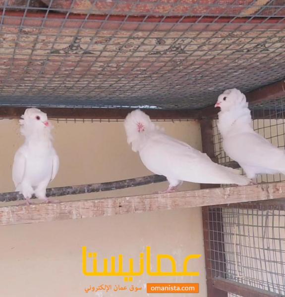 حمام نمساوي أبيض خالص ذكور . حمام جاكوبين