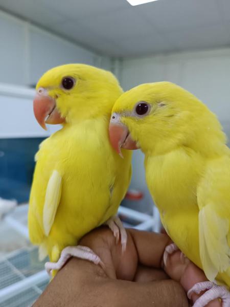 دره أصفر أليفات مفطومات