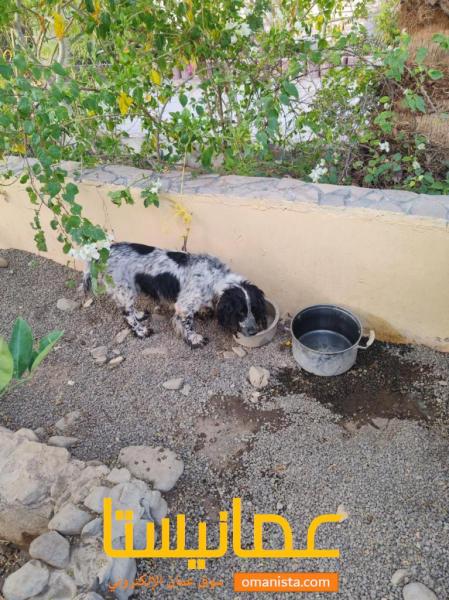 كلب شوبر الاسباني