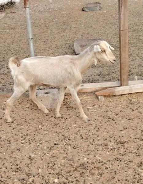 أغنام للبيع