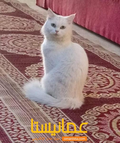 قطه مهجنه للبيع مستعجل