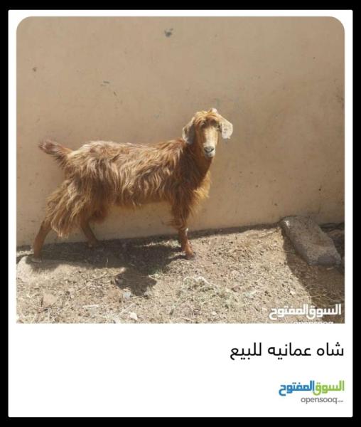 شاه عمانيه للبيع