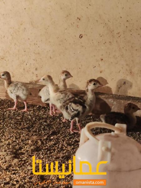 للبيع صيصان دجاج رومي العمر أسبوعين مطلوب في الحبه ريالين مو