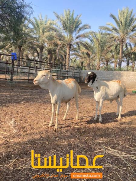 كبش للبيع رقم واحد