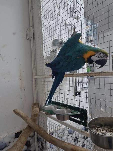 زوج مكاو بلو اند جولد طيور نظيفة واحجام طيبة