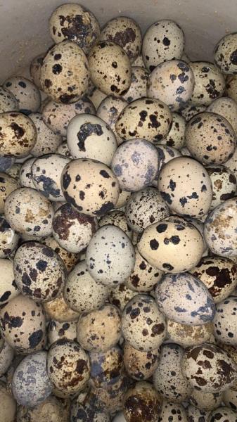 بيض طيور السمان