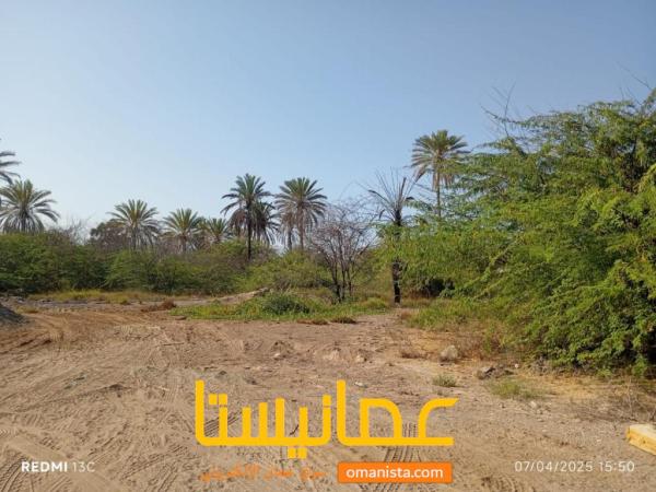 للبيع ارض سكينة في المعبيلة الشمالية