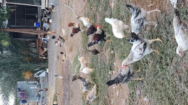 دجاج عماني فرنسي هجين للبيع