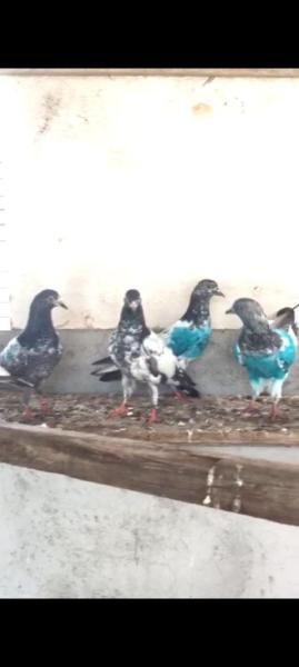 للبيع حمام بحاله جيده