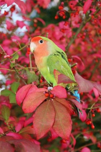 بيع كوكتيل وفيشر وروز